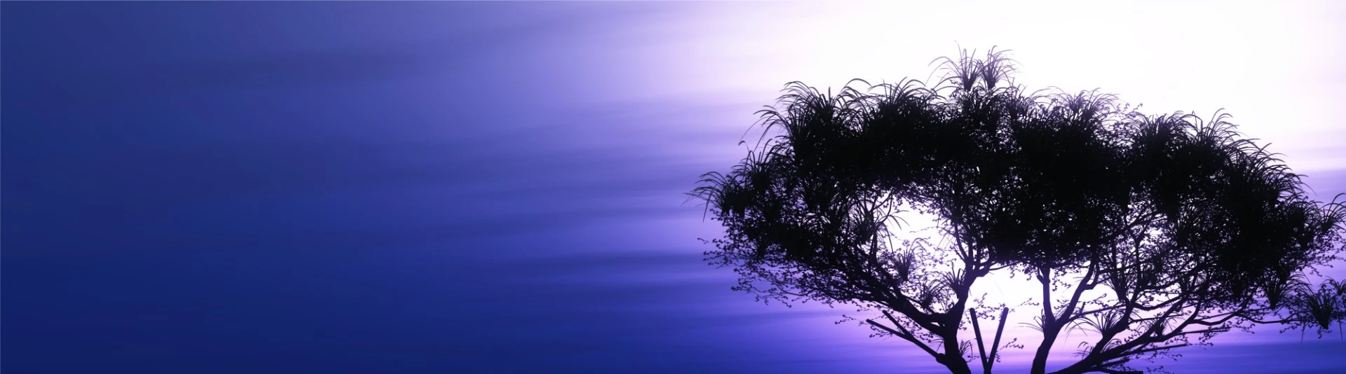 Arbre africain au crépuscule